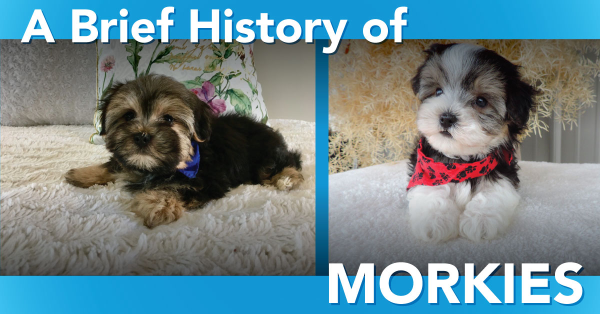 A Brief History of Morkies
