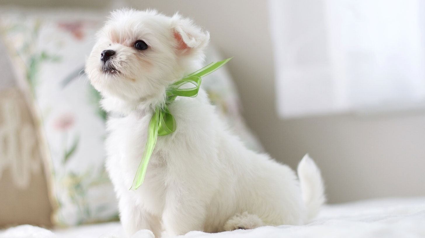 An In-Depth Guide to The Different Breeds: From F1 Biewer Yorkie to Maltese