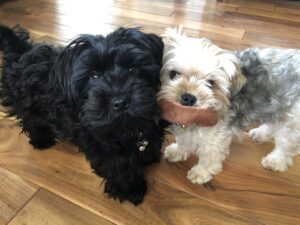 Ella and Bear together in their family home