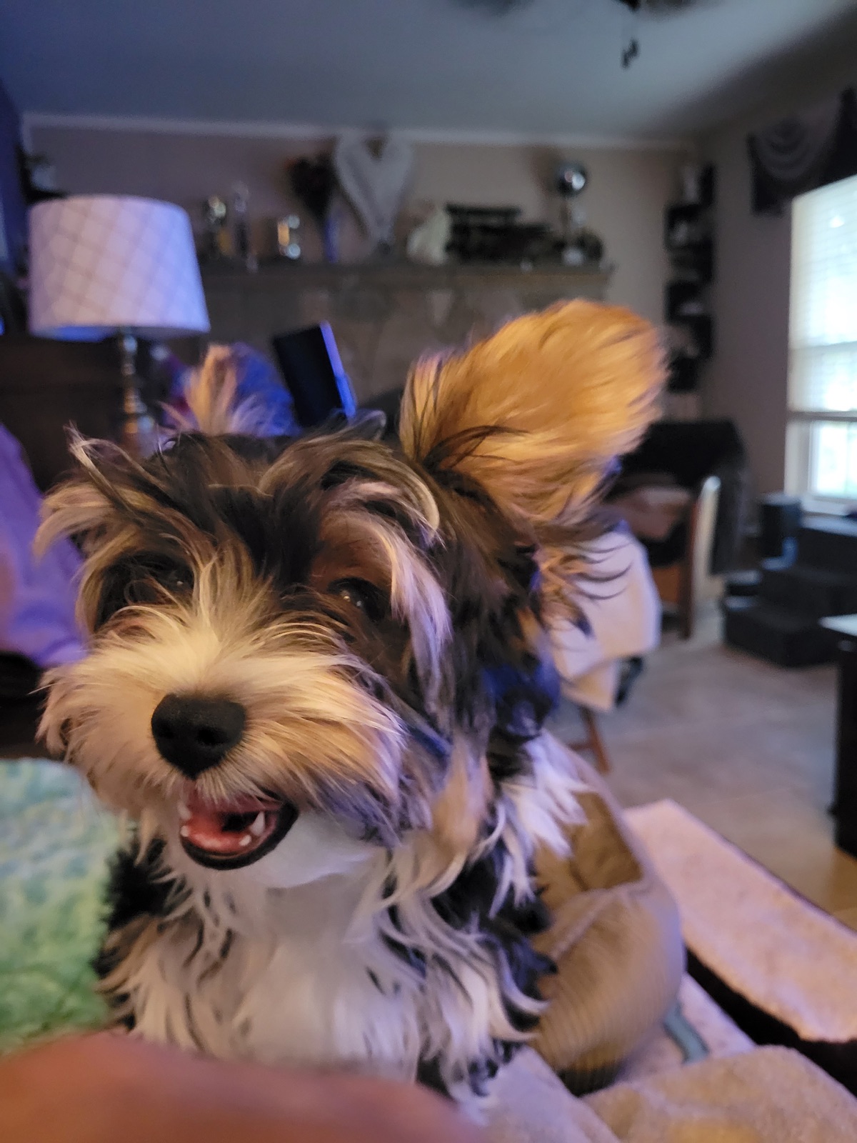 A grown Contented Puppies Yorkie smiling at home with family