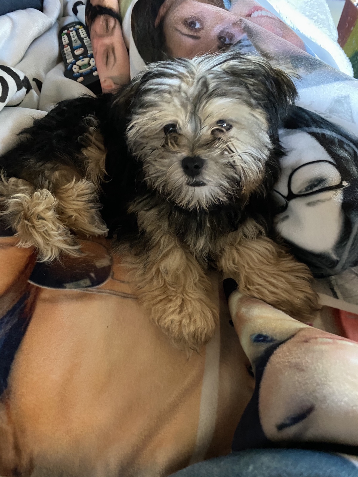 A Contented Puppies puppy relaxing on a blanket at home