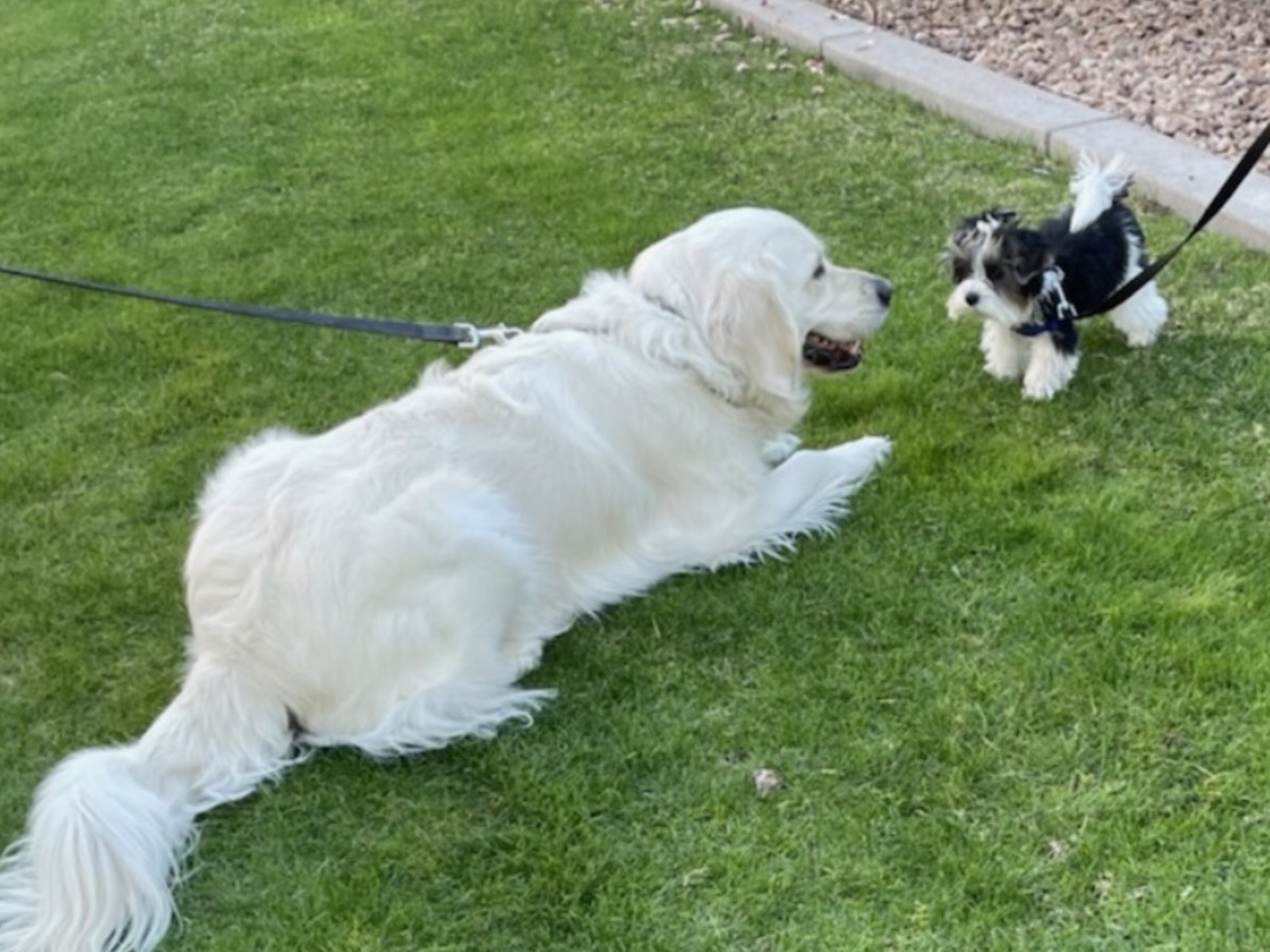 Sammy greeting a much larger dog outside on the grass